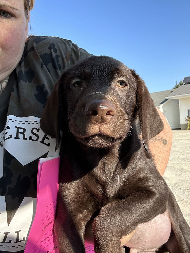 adoptable Dog in Studio City, CA named Whiz