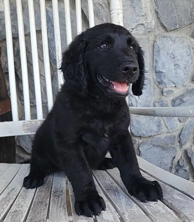 adoptable Dog in Studio City, CA named RufrfNutt