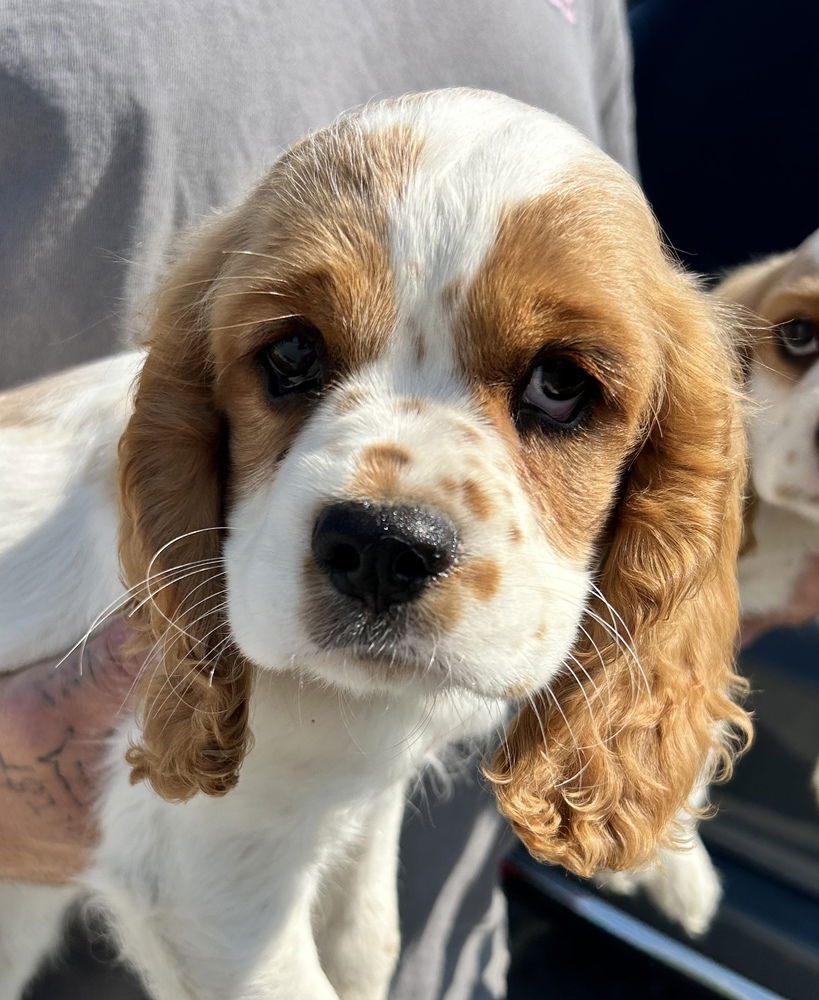 adoptable Dog in Studio City, CA named Fergus