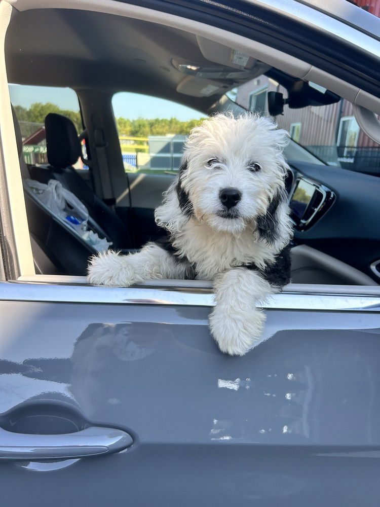 adoptable Dog in Studio City, CA named Moonbeam