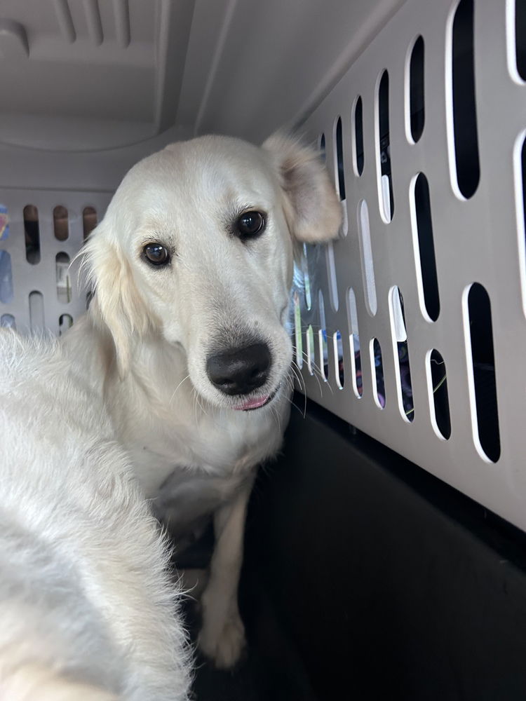 adoptable Dog in Studio City, CA named Ember