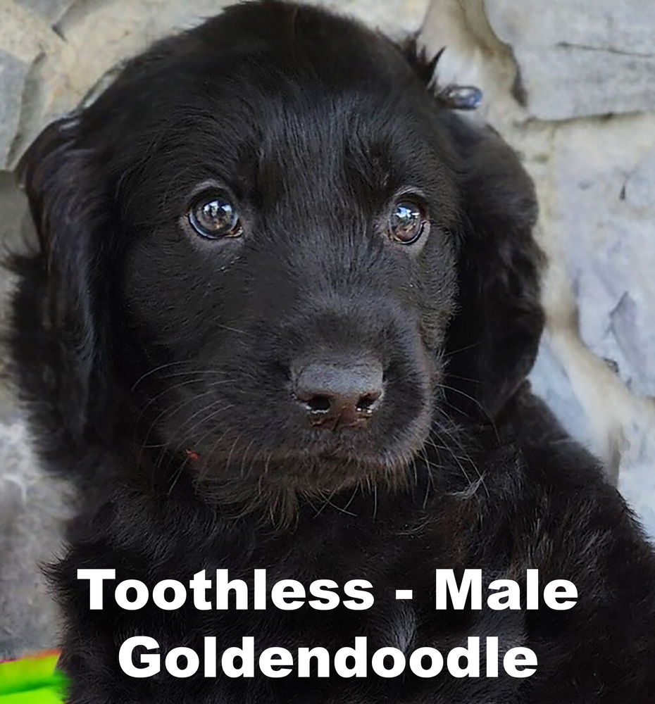 adoptable Dog in Studio City, CA named Toothless