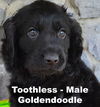 adoptable Dog in  named Toothless