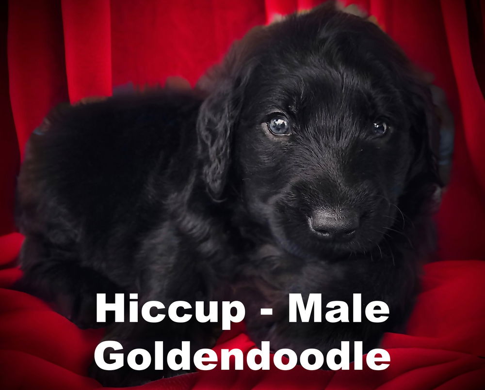 adoptable Dog in Studio City, CA named Hiccup