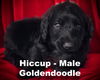 adoptable Dog in  named Hiccup