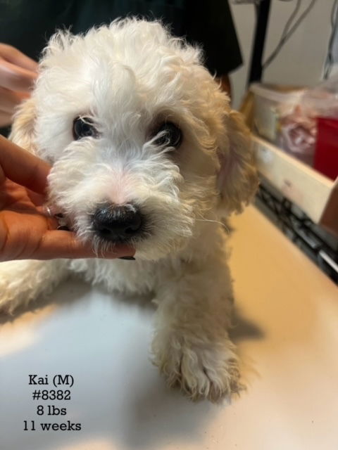 adoptable Dog in Studio City, CA named Kai #8382