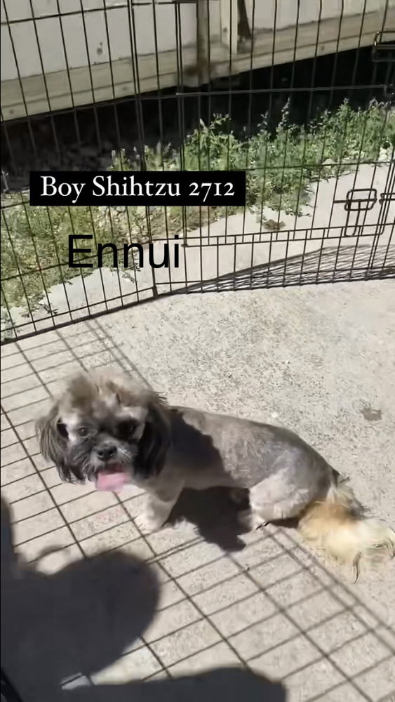 adoptable Dog in Studio City, CA named Ennui #2712