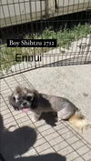 adoptable Dog in  named Ennui #2712