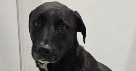 Stella Mccartney - Lab/Pittie