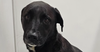 adoptable Dog in Studio City, CA named Stella McCartney