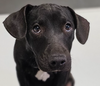 adoptable Dog in  named Midnight #3985