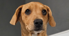 adoptable Dog in  named Gobble #3959
