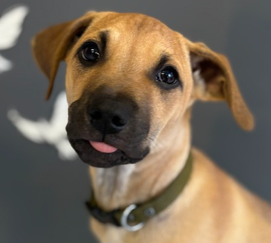 picture of the dog needing adoption