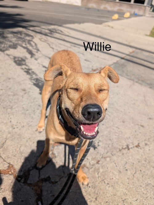 picture of the dog needing adoption
