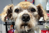adoptable Dog in  named Hart #0346