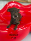 adoptable Dog in Studio City, CA named luna