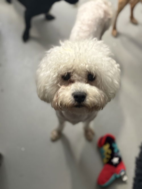 picture of the dog needing adoption