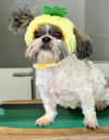 adoptable Dog in Studio City, CA named Peach