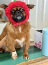 adoptable Dog in Studio City, CA named Chilli