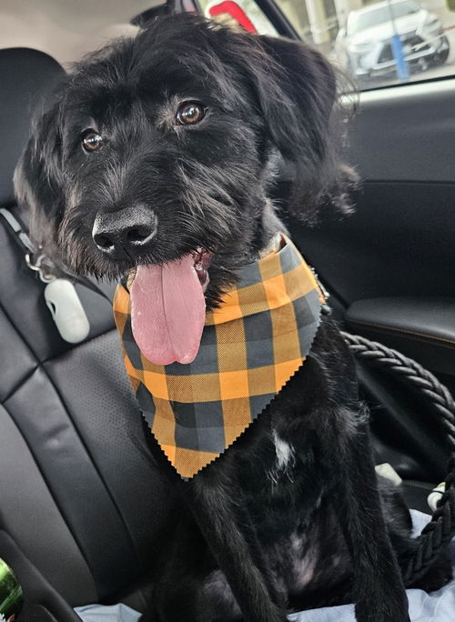 picture of the dog needing adoption