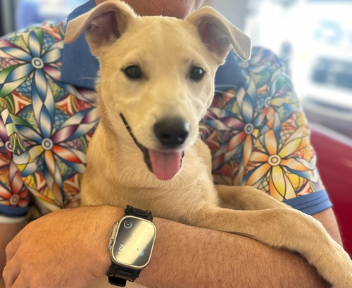 picture of the dog needing adoption