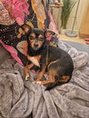 adoptable Dog in  named JARRITO 6419