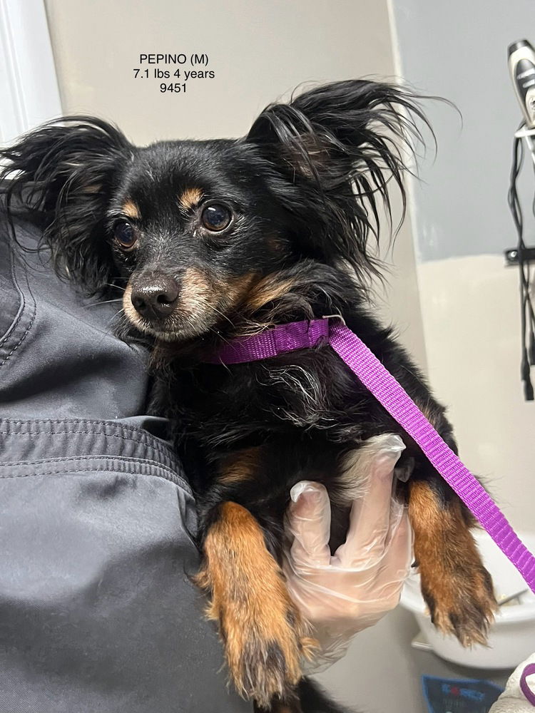 adoptable Dog in Studio City, CA named PEPINO 9451