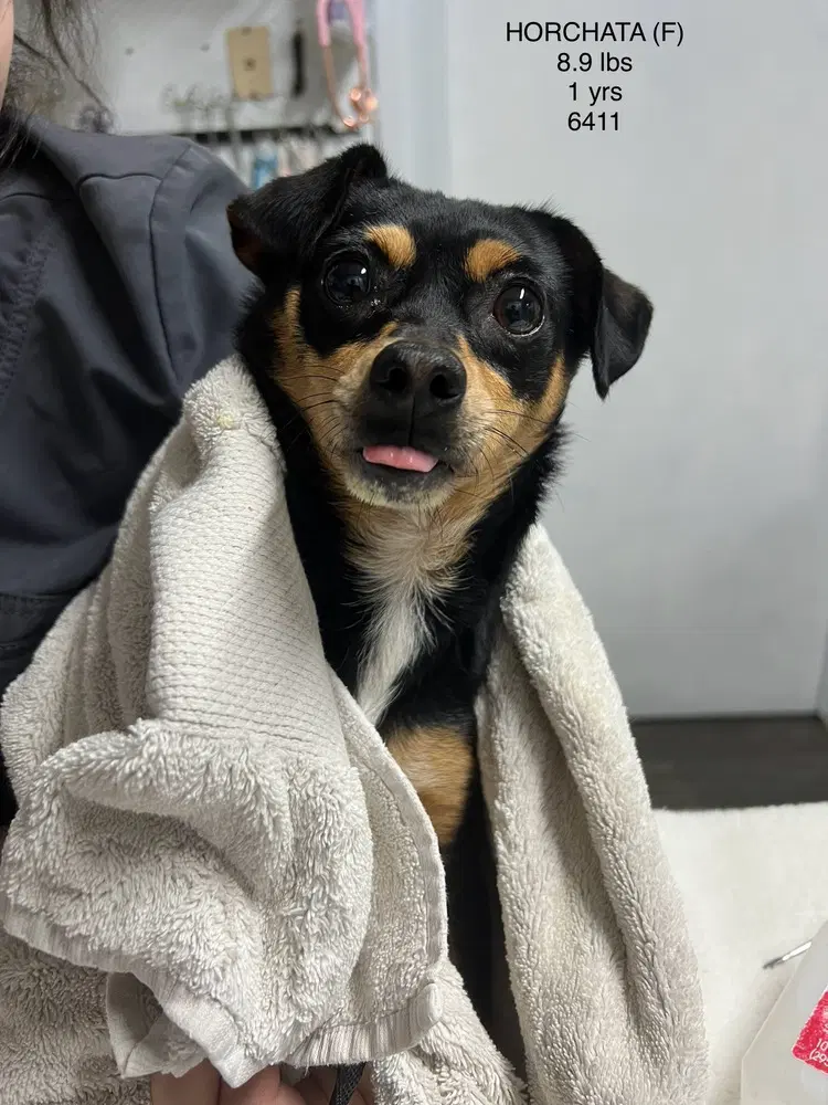 Horchata - Chihuahua