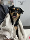 adoptable Dog in  named HORCHATA 6411