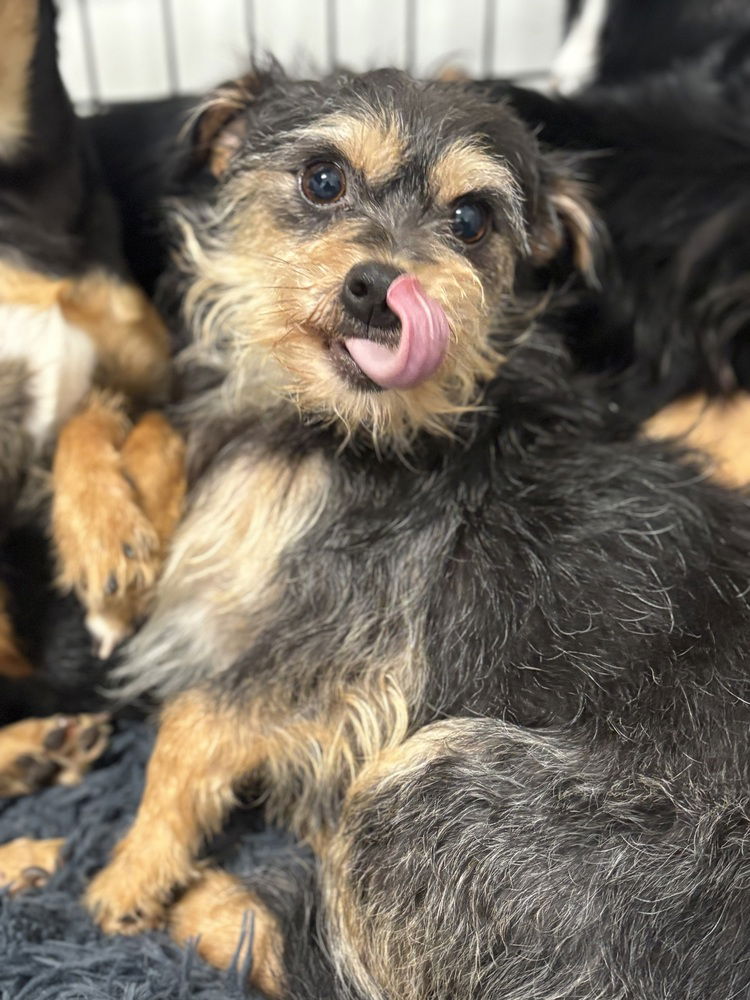adoptable Dog in Studio City, CA named FAJITA 2480