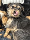adoptable Dog in studio city, CA named FAJITA 2480