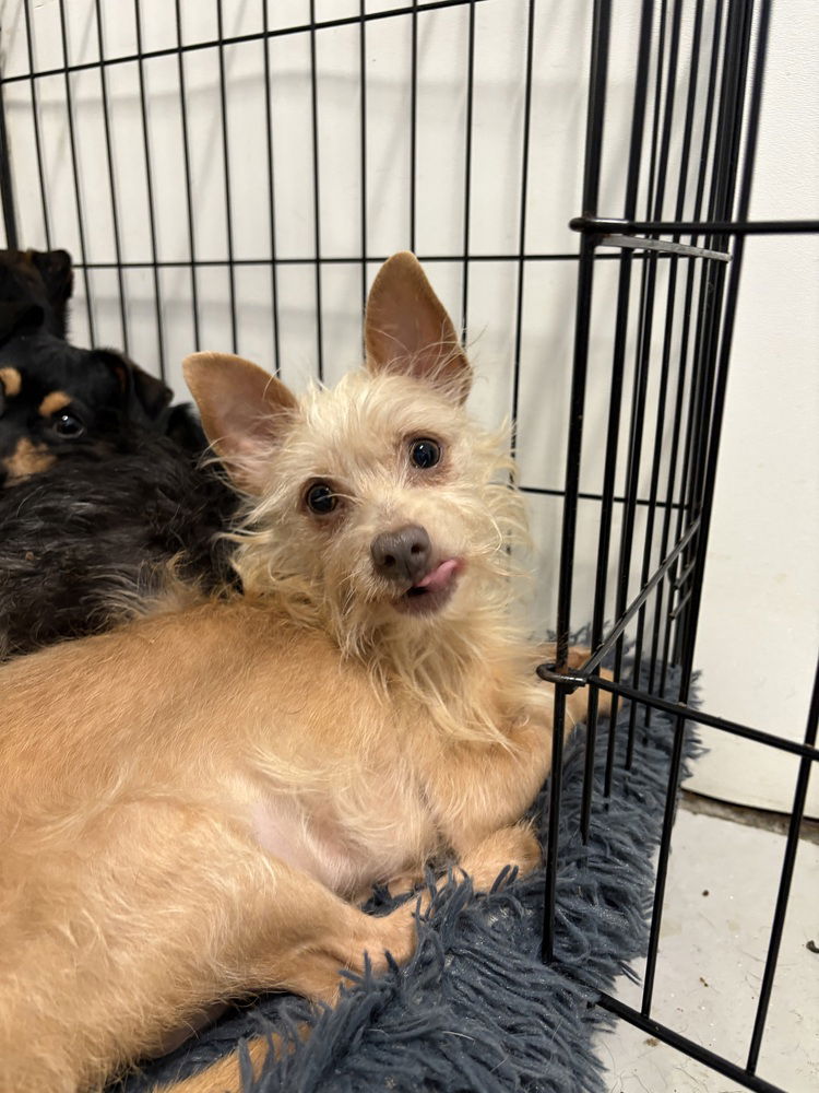 adoptable Dog in Studio City, CA named FRESA 9447