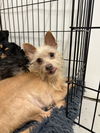 adoptable Dog in studio city, CA named FRESA 9447