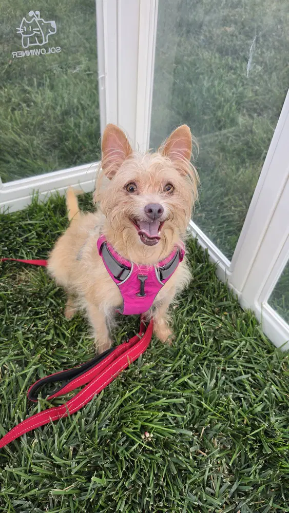 Fresa - Terrier