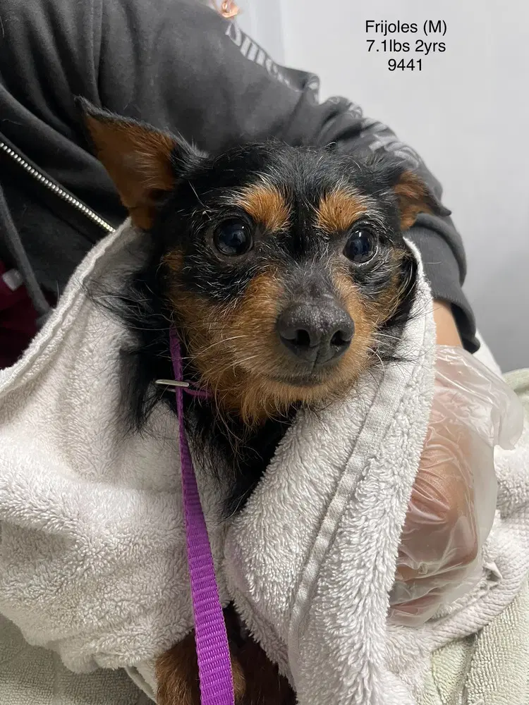 Frijoles - Terrier
