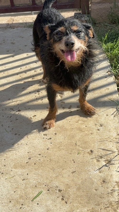 Frijoles 9441, Terrier / Mixed