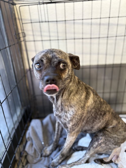 picture of the dog needing adoption