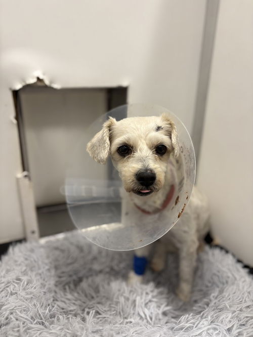 picture of the dog needing adoption