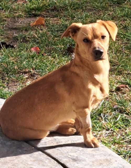 picture of the dog needing adoption