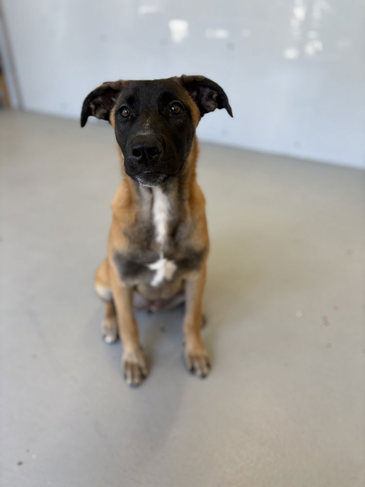 adoptable Dog in Studio City, CA named Nyx #4319