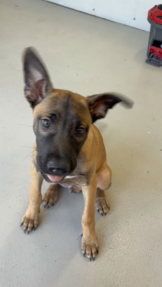 adoptable Dog in Studio City, CA named Valkyrie #4318