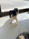 adoptable Dog in  named Chavelle 2272