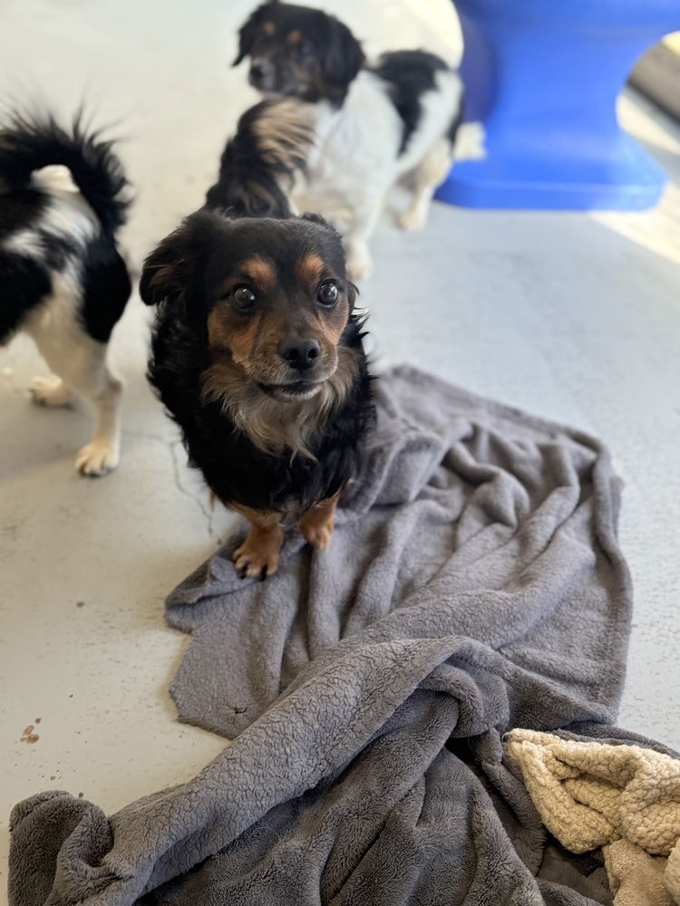 adoptable Dog in Studio City, CA named Jazzy 2094
