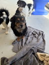 adoptable Dog in studio city, CA named Jazzy 2094
