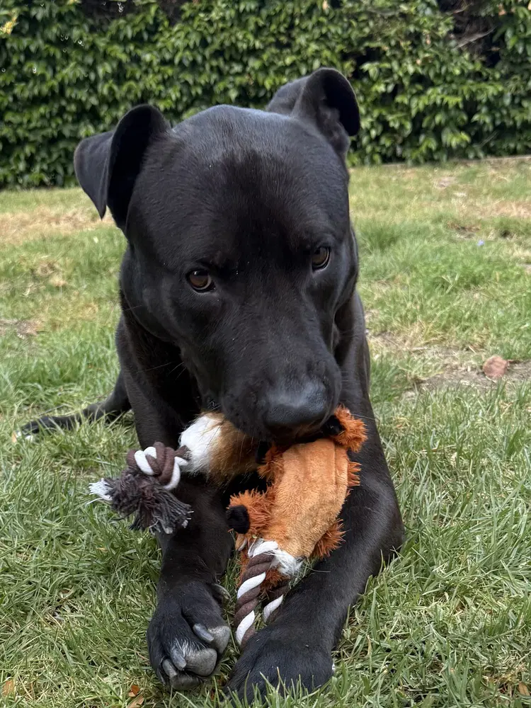 Raven Fka Florida - Labrador Retriever