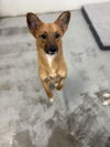 adoptable Dog in  named Rosie 5546