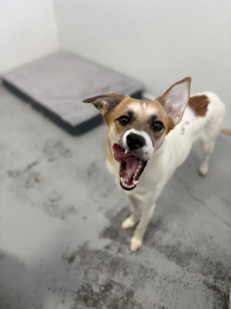 Luna - Jack Russell Terrier