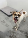 adoptable Dog in  named Luna 2024