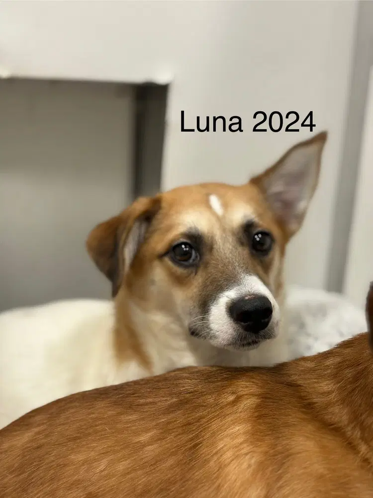 Luna image 4