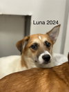 Luna 2024 - Photo 4